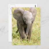 Elephant Baby Postkarte (Vorne/Hinten)