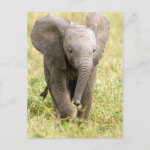 Elephant Baby Postkarte