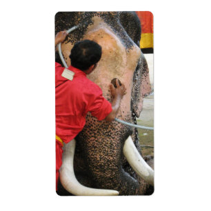 Elephant Bathtime ... Ayutthaya, Thailand