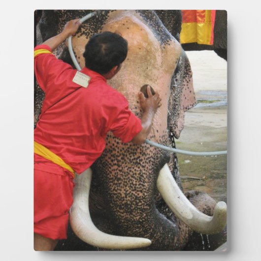 Elephant Bathtime ... Ayutthaya, Thailand Fotoplatte (Vorderseite)