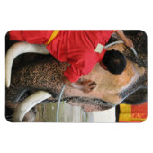 Elephant Bathtime ... Ayutthaya, Thailand Magnet (Horizontal)