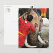 Elephant Bathtime ... Ayutthaya, Thailand Postkarte (Vorne/Hinten)