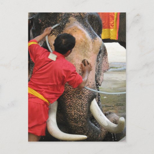 Elephant Bathtime ... Ayutthaya, Thailand Postkarte (Vorderseite)