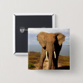 Elephant Beach Day Outing, Button (Vorne & Hinten)