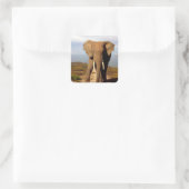 Elephant Beach Day Outing, Quadratischer Aufkleber (Tasche)