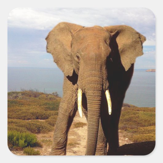 Elephant Beach Day Outing, Quadratischer Aufkleber (Vorderseite)
