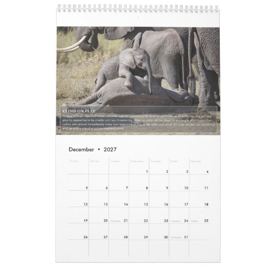 Elephant Behavior Calendar Kalender (Dez 2027)