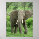 Elephant bei Ndutu Poster (Vorne)