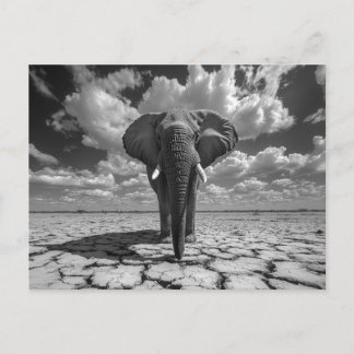 Elephant Black and White Postkarte