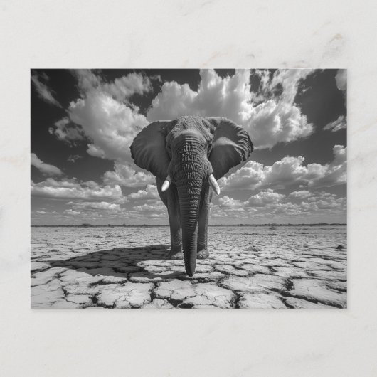 Elephant Black and White Postkarte (Vorderseite)