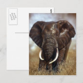 Elephant Bull Prints Postkarten (Vorne/Hinten)