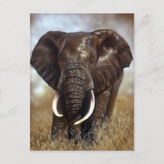 Elephant Bull Prints Postkarten