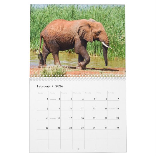 Elephant Calendar Kalender (Feb 2026)