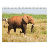 Elephant Calendar Kalender (Titelbild)