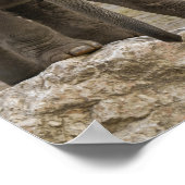 Elephant Calf Poster (Ecke)