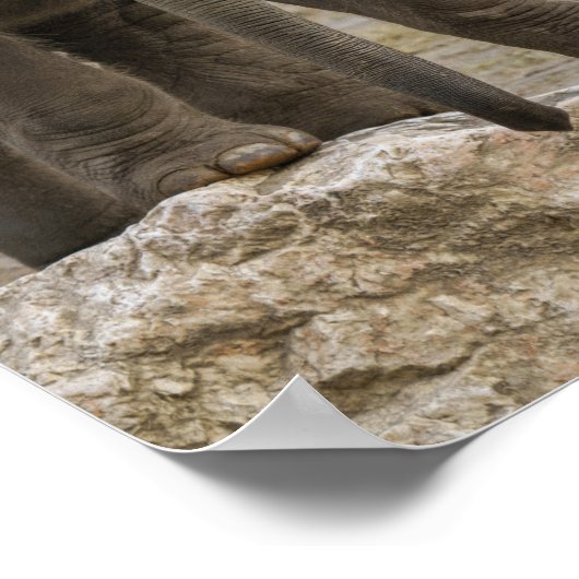 Elephant Calf Poster (Ecke)