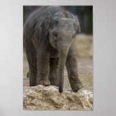 Elephant Calf Poster (Vorne)