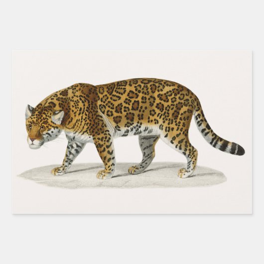 Elephant, Camel und Leopard von D'Orbigny Geschenkpapier Set (Vorderseite 3)