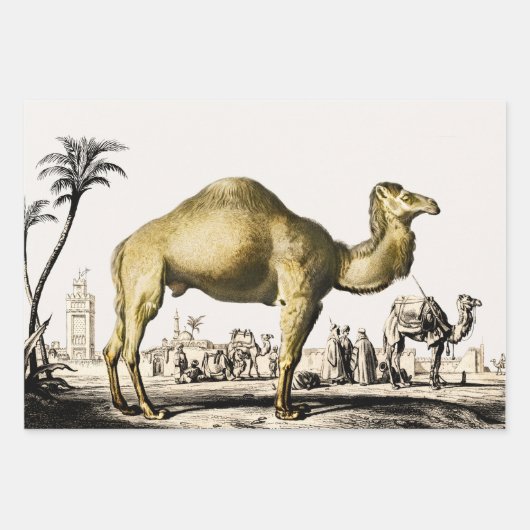 Elephant, Camel und Leopard von D'Orbigny Geschenkpapier Set (Vorderseite 2)