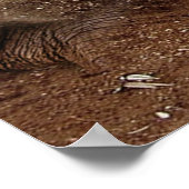 Elephant Caves Leinwand Poster (Ecke)