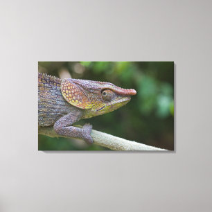 Elephant Chameleon, Madagaskar Leinwanddruck