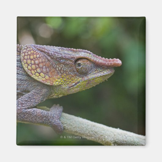 Elephant Chameleon, Madagaskar Magnet (Vorne)