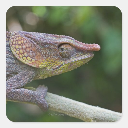 Elephant Chameleon, Madagaskar Quadratischer Aufkleber (Vorderseite)