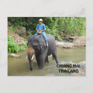 Elephant Chiang Mai Postcard Postkarte