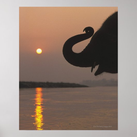 Elephant, Chitwan National Park, Nepal Poster (Vorne)