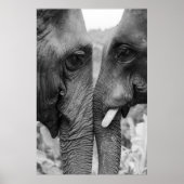 ELEPHANT COUPLE POSTER (Vorne)