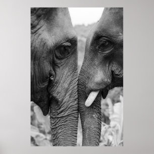 ELEPHANT COUPLE POSTER