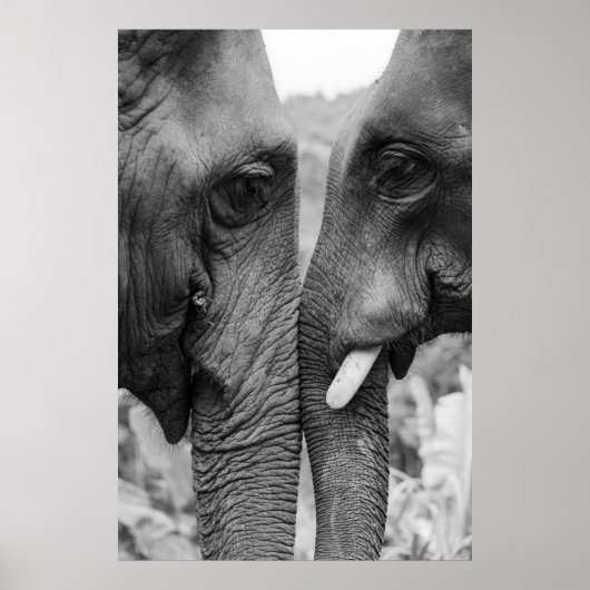 ELEPHANT COUPLE POSTER (Vorne)