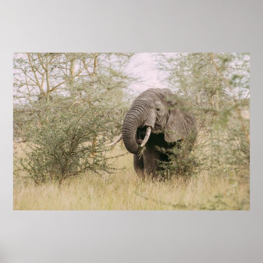 ELEPHANT, DER VON EINEM BAUM ESSEN WIRD POSTER (Vorne)
