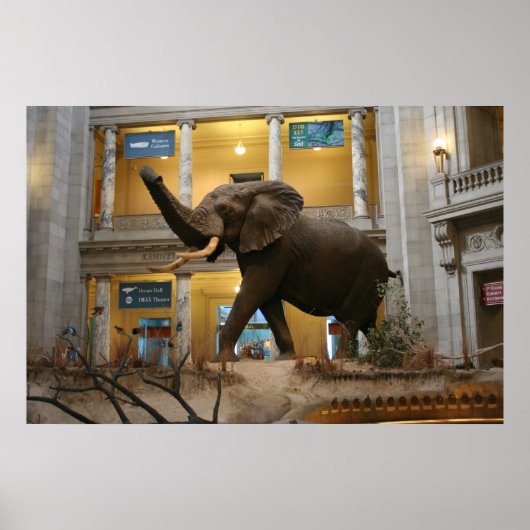 Elephant des Museums für Naturgeschichte Poster (Vorne)