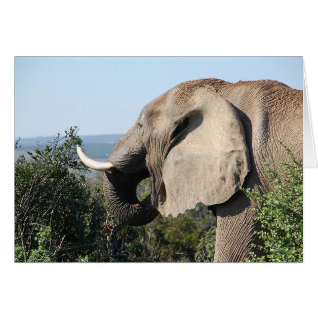Elephant Eating, Südafrika (Vorderseite (Horizontal))