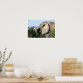 Elephant Eating, Südafrika Poster (Küche)