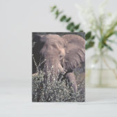Elephant - Etosha National Park, Namibia Postkarte (Stehend Vorderseite)