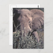 Elephant - Etosha National Park, Namibia Postkarte (Vorne/Hinten)