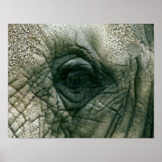 Elephant Eye Poster (Vorne)