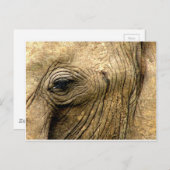 Elephant Eye Postkarte (Vorne/Hinten)