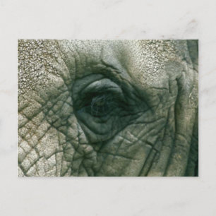 Elephant Eye Postkarte