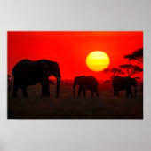 Elephant Family in Sunset Poster (Vorne)