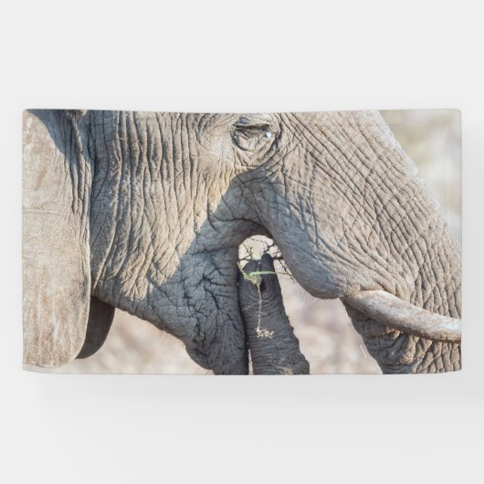 Elephant Feeding Banner (Horizontal)