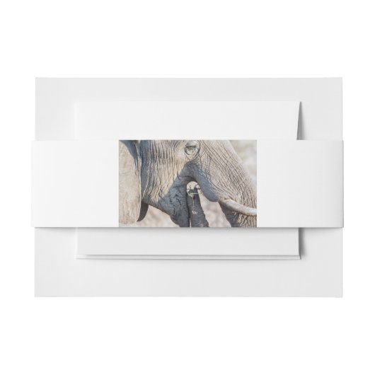 Elephant Feeding Einladungsbanderole (Vorderseite Beispiel)