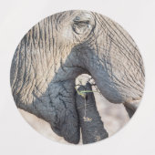 Elephant Feeding Etiketten (Design 2)