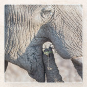 Elephant Feeding Glasuntersetzer (Vorderseite)