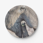 Elephant Feeding Pappteller (Vorderseite)