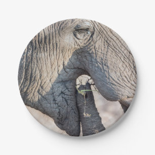 Elephant Feeding Pappteller