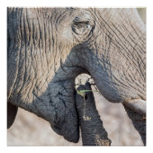 Elephant Feeding Poster (Vorderseite)