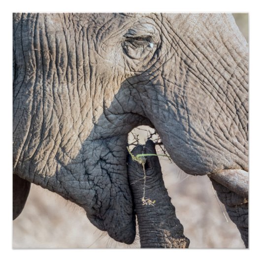 Elephant Feeding Poster (Vorderseite)